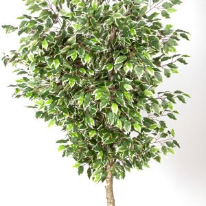 Yapay Ficus Ağacı Tek Gövde Yeşil-Beyaz 200 Cm.