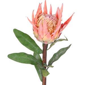 Yapay Protea Çiçeği Turuncu 60 Cm.