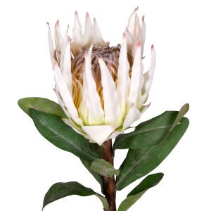 Yapay Protea Çiçeği Beyaz 60 Cm.
