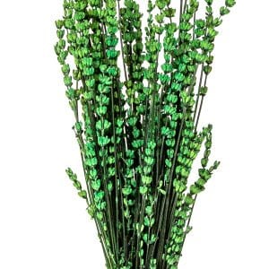 Kuru Bitki Lavanta Yeşil 50 Cm.