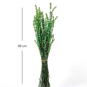 Kuru Bitki Lavanta Yeşil 50 Cm.