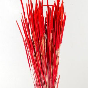 Kuru Bitki Solucan Otu Kırmızı 50 Cm.
