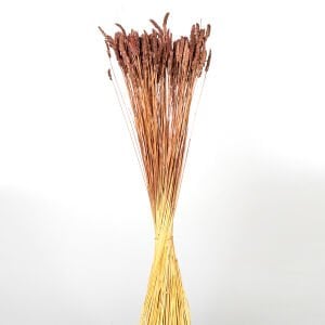 Kuru Bitki Tırtıl Otu Kahverengi 50 Cm.