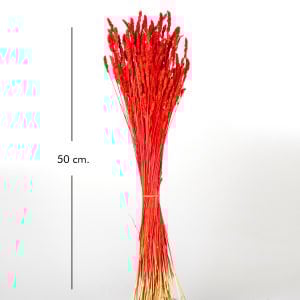 Kuru Bitki Tırtıl Otu Kırmızı 50 Cm.