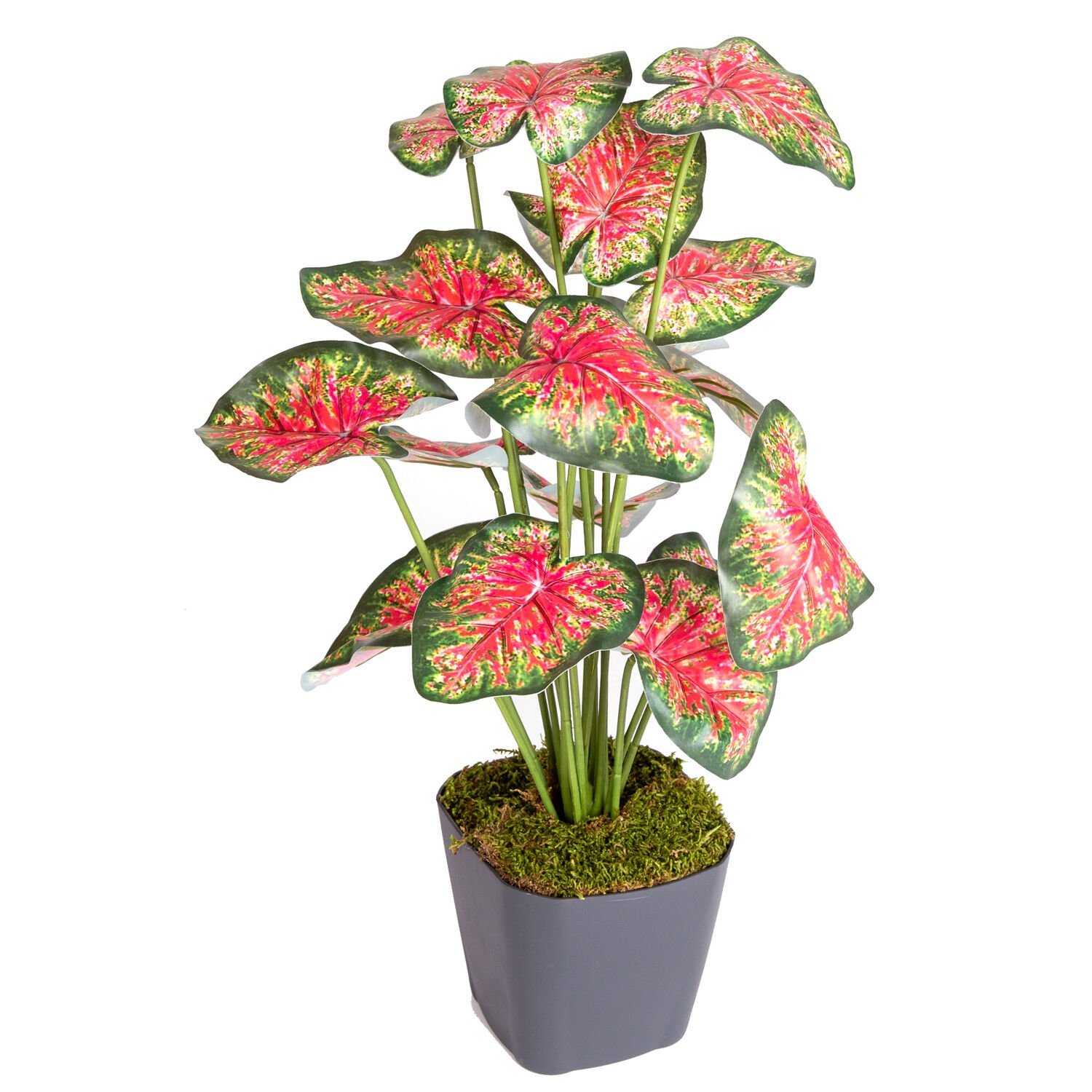 Saksıda Yapay Bitki Caladium-Kaladyum Demet Gerçek Dokulu 18 Yaprak 43 Cm.