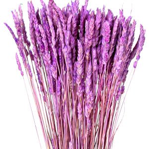 Kuru Bitki Tırtıl Otu Lila 50 Cm.