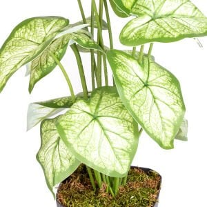 Saksıda Yapay Bitki Syngonium-Melek Kanadı Gerçek Dokulu 18 Yaprak Yeşil-Beyaz 43 Cm.