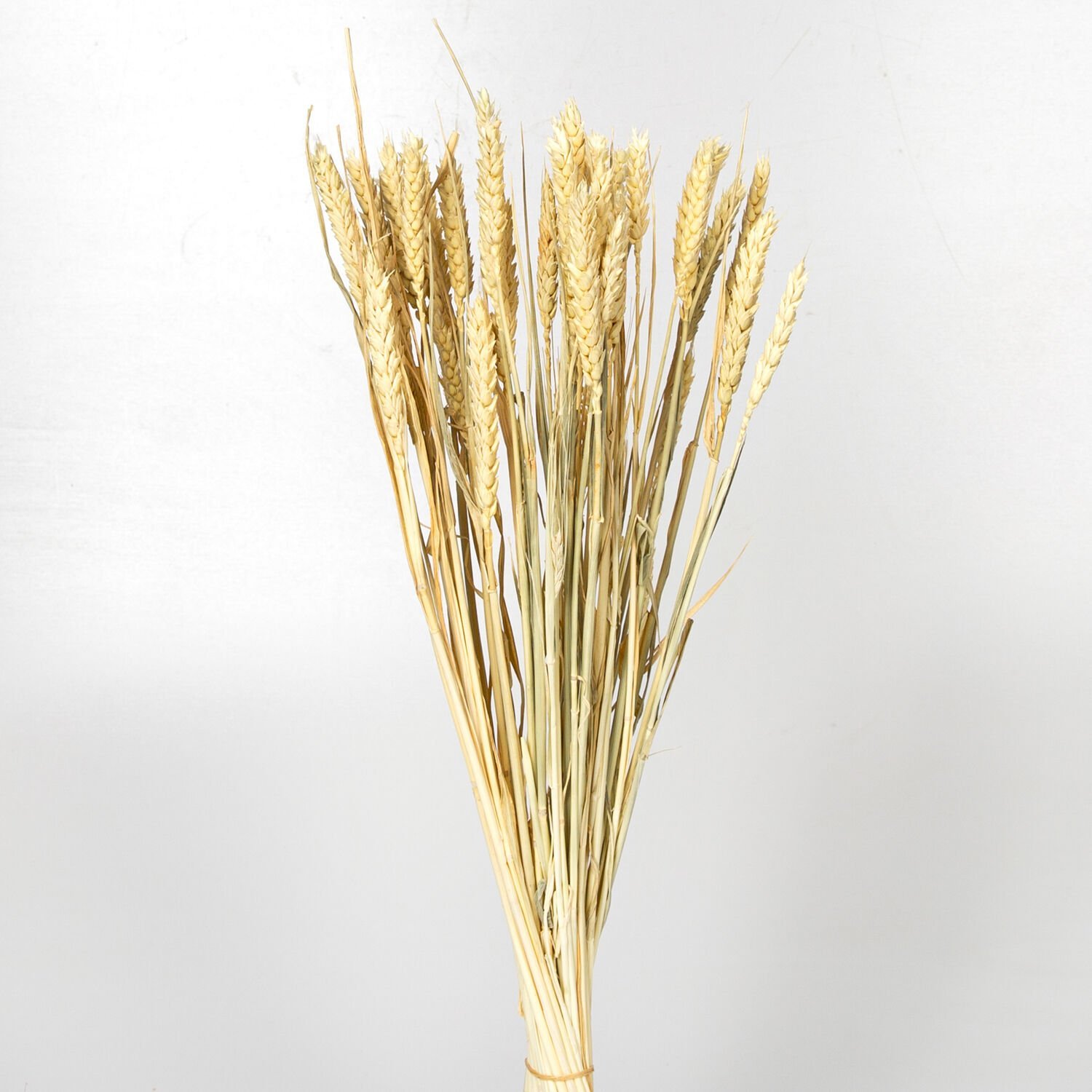 Kuru Bitki Başak Beyaz 60 Cm.