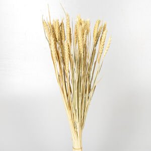 Kuru Bitki Başak Beyaz 60 Cm.