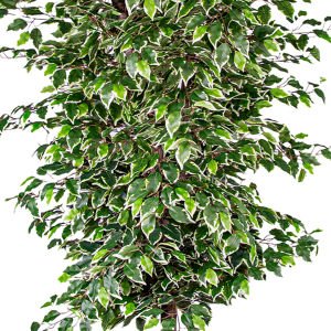 Yapay Ficus Ağacı Tek Gövde Yeşil-Beyaz 225 Cm.