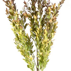 Yapay Bitki Şimşir Kahve/Yeşil 55 Cm.